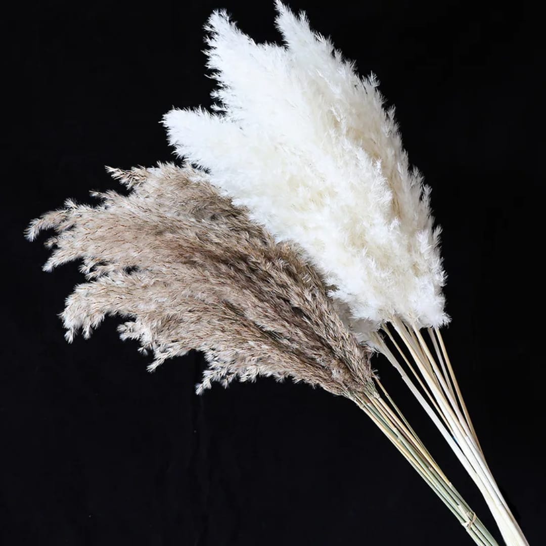 Natural Dried Pampas Grass – 60cm - Image 2